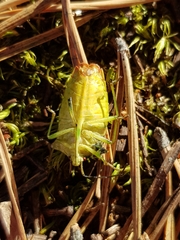 Acanthosoma haemorrhoidale