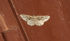 Peribatodes ilicaria