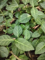 Euonymus fortunei