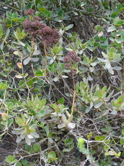 Crassula cultrata