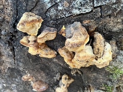 Gloeophyllum odoratum