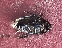 Hydrophilus triangularis