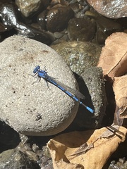Argia vivida