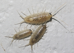 Ligia occidentalis