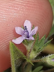 Trichostema brachiatum