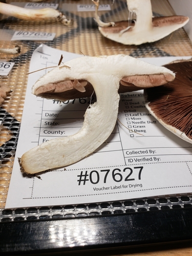 Agaricus argenteus image