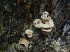 Lentinellus