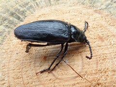 Prionus laticollis