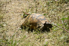 Testudo graeca