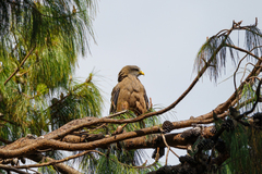 Milvus migrans parasitus