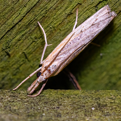 Fissicrambus mutabilis