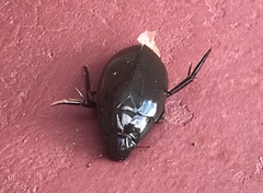 Hydrophilus triangularis