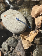 Argia vivida