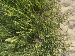 Salicornia
