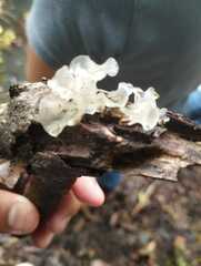 Tremella fuciformis