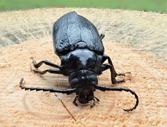 Prionus laticollis