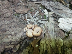 Lentinellus