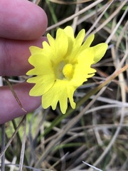 Pinguicula lutea