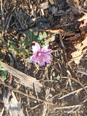 Malva sylvestris