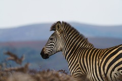 Equus quagga crawshayi