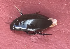 Hydrophilus triangularis