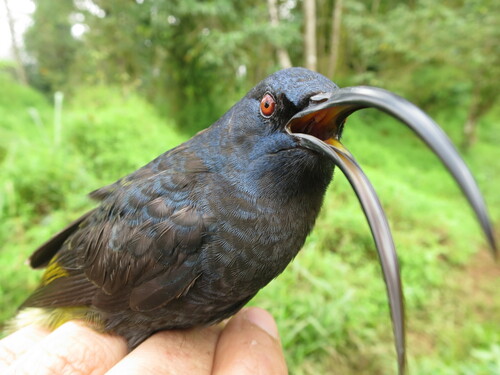 Giant Sunbird (Dreptes thomensis), photo 3
