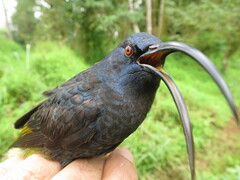 Dreptes thomensis