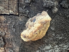 Gloeophyllum odoratum