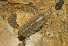 Ligia occidentalis