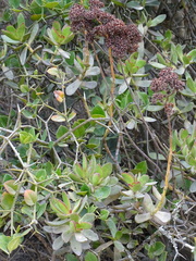 Crassula cultrata