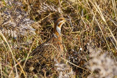 Scleroptila levaillantii