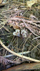 Sebacina schweinitzii