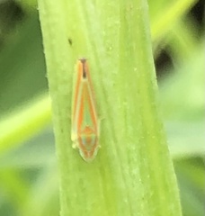 Cicadellinae