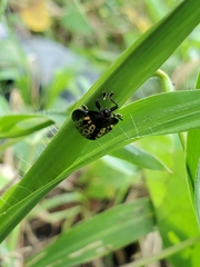 Chelymorpha trinitatis