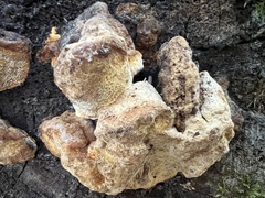 Gloeophyllum odoratum