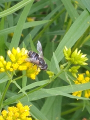 Eristalis obscura