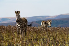 Equus quagga crawshayi