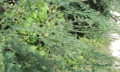 Asparagus officinalis