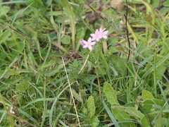 Centaurium erythraea