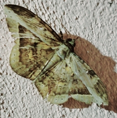 Hemeroblemma opigena