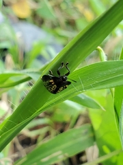 Chelymorpha trinitatis
