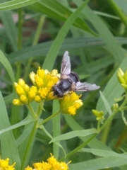 Eristalis obscura