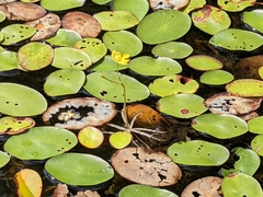Utricularia radiata