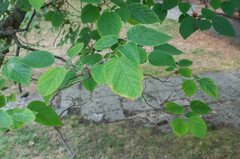 Broussonetia papyrifera