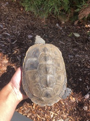 Malaclemys terrapin