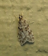Scoparia basalis