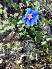 Ipomoea laeta