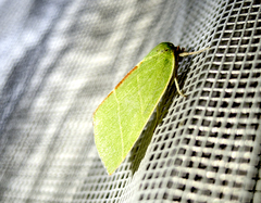 Bena bicolorana