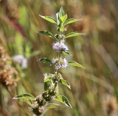Mentha canadensis