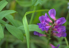 Vicia amoena